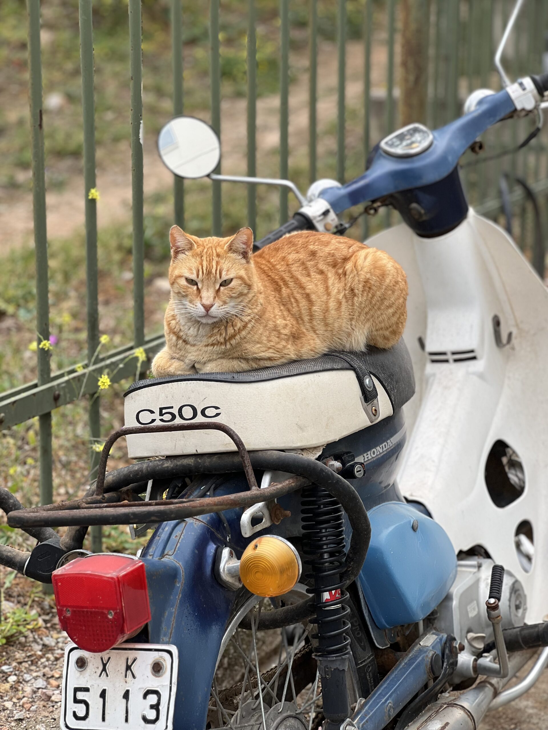 Cat On A Moped